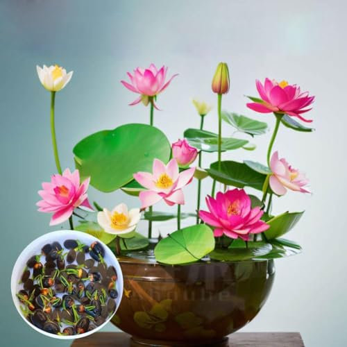 30pcs Bowl Lotus Flower Seeds, Mixed Colour Flower Seeds, Beginner-Friendly Water Lotus Planting in Water Bowl Lotus Seed for Kitchen Garden Pond 30pcs Multicolor