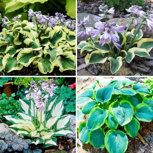 Hosta Hardy Buy - Garden Hosta Rhizomes Hardy - Easy Care Hosta to Buy-15 Hosta Tuber-H