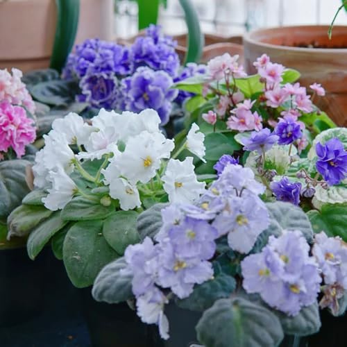 usambaraveilchen 30samen frühlingsblumen Leicht zu züchten
