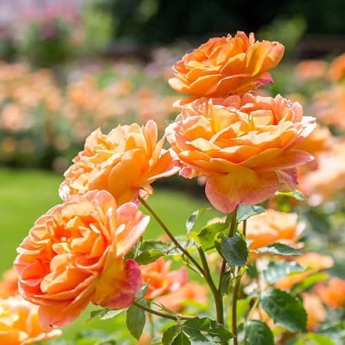 David Austin 'Lady of Shallot' Orange English Shrub Rose Plant 6Ltr Pot