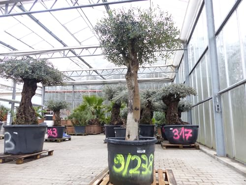 gruenwaren jakubik exakt dieser Baum Nr. 9|238, 210 cm, Olivenbaum, knorrige alte urige Olive winterhart