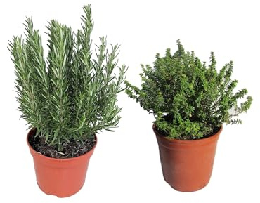 Set Plantas Aromáticas: Romero y Tomillo - Hierbas Naturales