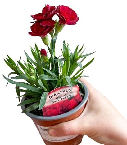 Clavel COLOR ROJO | DECOALIVE | Planta Natural con Flor