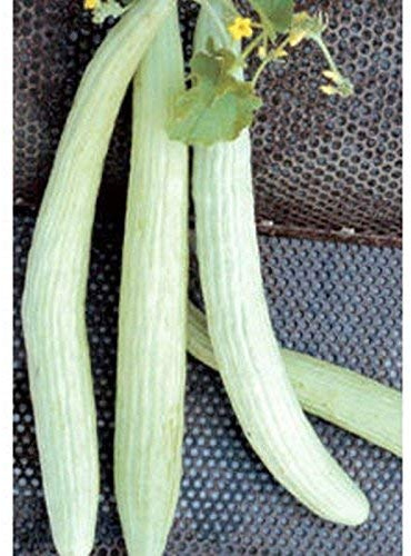 Graines À Germer Graines Lungo Tortarello Chiaro Graines De Concombre Italien Concombre Vert Clair Avec Crête