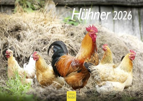 Edition Seidel Calendario premium con forma de gallinas 2026, formato DIN A4, calendario de pared, calendario de animales, pollos, mascotas, pollo, polluelos y pájaros