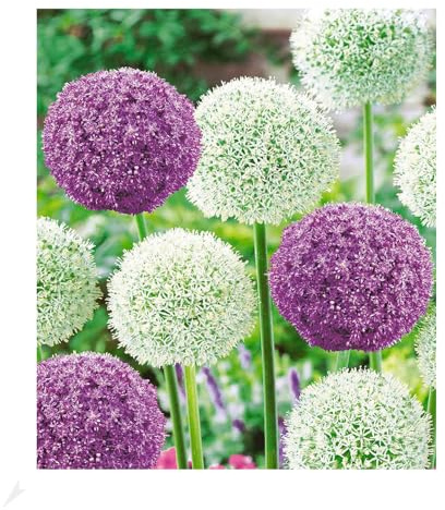 BALDUR Garten Riesen-Allium-DUO 'Ambassador & Mount Everest',3 Zwiebeln, dekorative Blütenbälle, imposanter Blickfang im Beet & in der Vase, pflegeleicht, winterhart & mehrjährig