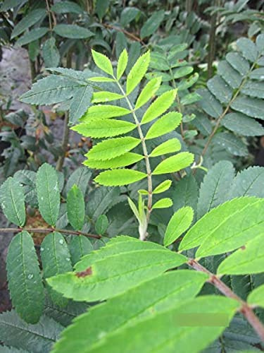 Sorbus aucuparia Edulis - Essbare Eberesche Edulis