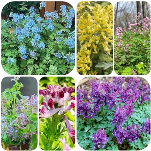 semillas de espuela caballero silvestres perennes resistentes espuela caballero raras, decoración sala estar, jardín 200pcs