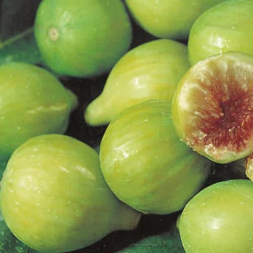 PIANTA DA FRUTTO FICO BROGIOTTO BIANCO in vaso 20 età 2/3 anni