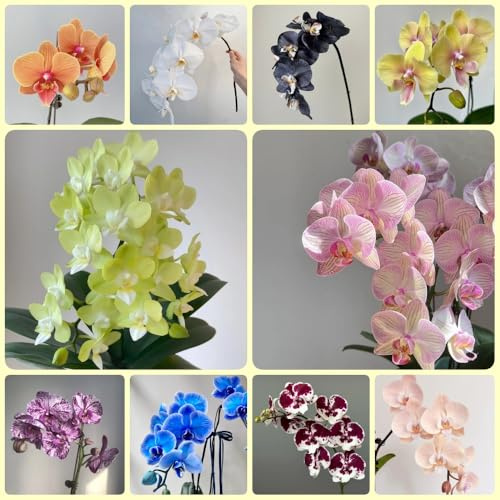 Semillas de Phalaenopsis - de jardín semillas de interior Semillas de orquídeas Phalaenopsis exóticas perenne 400pcs