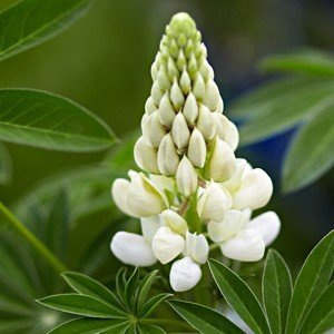 Lupine Lupinus polyphyllus Fräulein Zierstaude winterhart mehrjährig | Bienenweide, sonnig bis halbschattig, ideal für Staudenbeet, Bauerngarten und Schnittblume, farbenfrohe Blüte