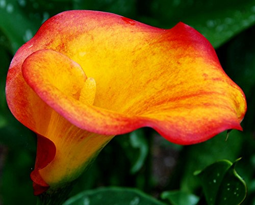 {2) Flame Calla Lily, Orange & Yellow Flowers, Blooming Sized Bulbs, Easy to grow