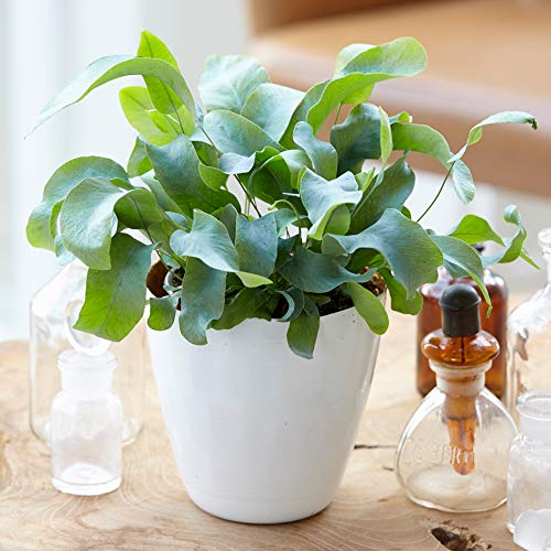 1 x Phlebodium Blue Star | Felce da Interno Premium Regalo | 25-35cm