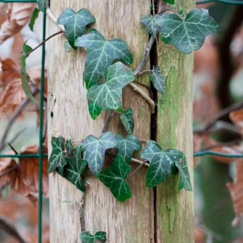 interno pothos rampicanti appendere, decorazioni per recinzioni edera d'appartamento purificatrici d'aria Decorazione per il soggiorno, sospesa bonsai 225semi
