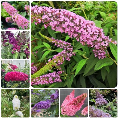 Semi di lillà farfalla, Le da giardino sono Buddleja lindleyana, buddleia, resistenti all'esterno da balcone 100pcs
