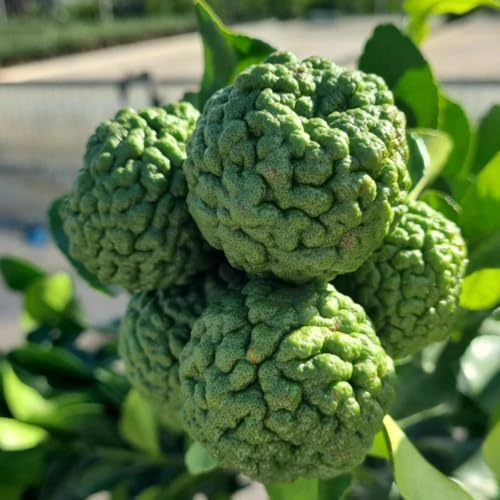 De Plante Combawa Ou Kaffir Citron Vert En Vase 24 (Photo Réelle)