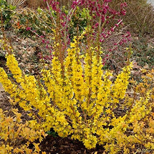 Garten Schlüter