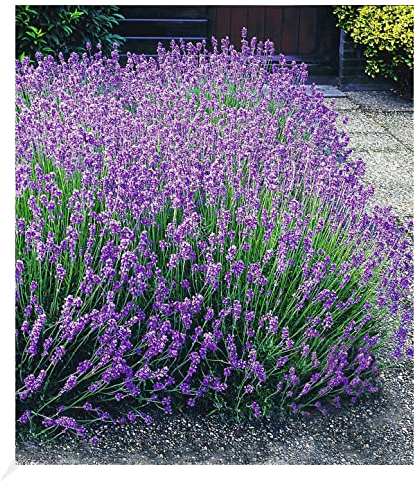 BALDUR Garten Winterharte Stauden Lavendel-Hecke 'Blau', 9 Pflanzen Duftlavendel Lavandula angustifolia Munstead, echter mehrjähriger Lavendel, Blüten essbar, trockenresistent bienenfreundlich