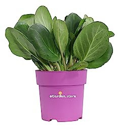 Pianta di Bergenia Cordifolia Shoeshine pianta da esterno pianta tappezzante pianta da fiore rosa pianta ornamentale di Bergenia pianta vera venduta da eGarden.store