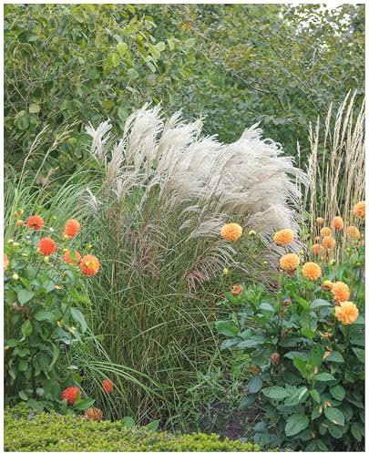 10 x Miscanthus sinensis 'Silberfeder' im 1 Liter Topf (Ziergras/Gräser/Winterhart/Mehrjährig/Staude) Chinaschilf - Filigrane Halme, die im Wind tanzen - von Stauden Gänge