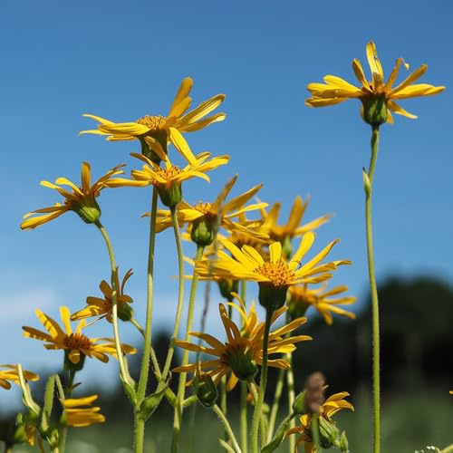 Semi di Arnica biologici, Arnica montana, semi di campo da giardino 100pcs