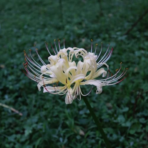 bulbo de lycoris radiata, lirio araña, exóticas, resistentes, decoración jardín exteriores 5pcs