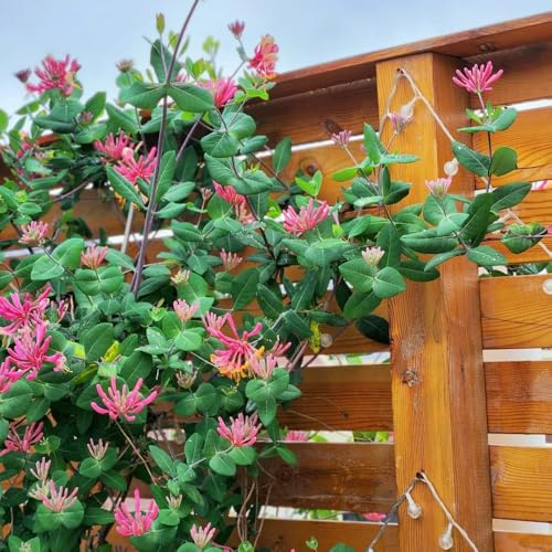 caprifoglio - giardino interni Letti elevati per balcone giardino scalapante decorazione semi selvatici balcone 850pcs