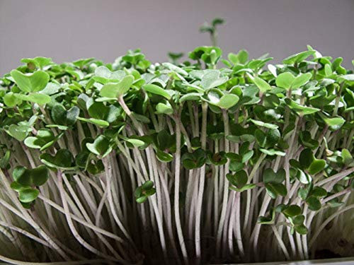 PREMIER SEEDS DIRECT Sprouting White Mustard - Organic/BIO - 40GM
