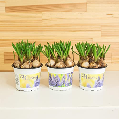 3 Grape Hyacinth Muscari (7 Bulbs in a Pot) Outdoor Gardening Perennial Plant in 9cm Pot