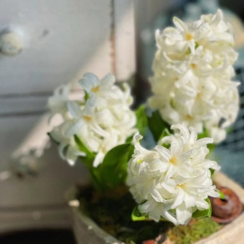 7bulbi di giacinto, primaverili giacinti, rustiche per da giardino da balcone resistenti, autunnali dalla