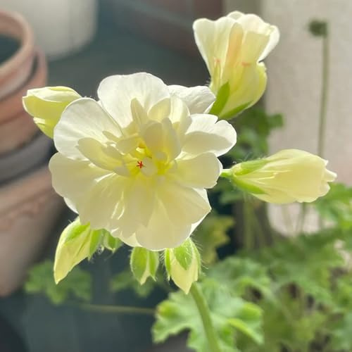 geranio semi esotici giardino di interni giardino del balcone semi perenni resistenti per sole selvatico 80pcs