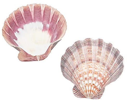 PandaHall 2 st stora kammusslor snäckskal lejon tass kammussla snäckskal 5,2 ~ 13,7 cm naturliga snäckpärlor oborrade bakskal naturliga kammusslor snäckskal för bröllop hav strand vas fyllning konst hantverk heminredning