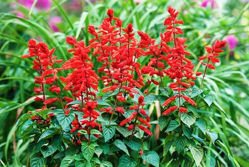 Sachet de graines de Sauge feu de la st Jean - Sachet de 0,5 gramme - Graines de style