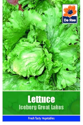 Lettuce Iceberg Great Lakes Seeds - 860 Seeds Vegetable Grow Your Own Garden Salad Herb Vegetable Seed