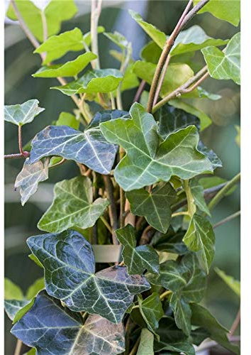 Hedera helix Hibernica 60–100 cm – Immergrün, Winterhart, Pflegeleicht – Irischer Efeu – Kletterpflanze für Pergola & Rankhilfe