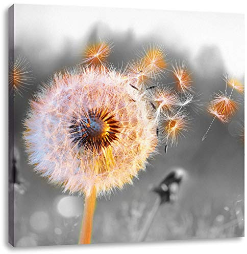 Pixxprint Nahaufnahme Pusteblume Sonnenuntergang B&W Detail, Größe: 60x60 cm, Leinwandbild Quadratisch, Wandbild, Kunstdruck, fertig bespannt