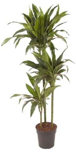 Plant in a Box - Dracaena fragrans 'Janet Craig' - Große zimmerpflanze - Pflegeleicht - Drachenbaum - Topf 24cm - Höhe 140-150cm