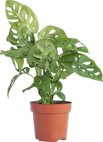 DECOALIVE Planta de Moda Monstera Adansonii Planta de Interior Natural