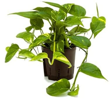 Golden POTHOS Scindapsus Epipremnum Aureum 'Devils Ivy'