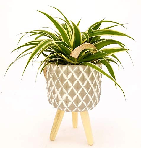 POWERS TO FLOWERS - CHLOROPHYTUM FALANGIO IN VASO CERAMICA SOSPESO, vaso 12cm, pianta vera