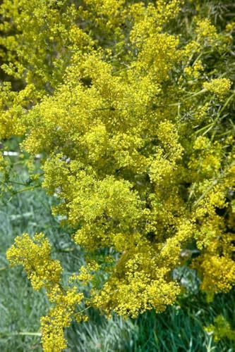 Galium verum 9x9 cm Topf – Winterhart, Mehrjährig, Pflegeleicht – Echtes Labkraut – Staude für Beet & Naturgarten