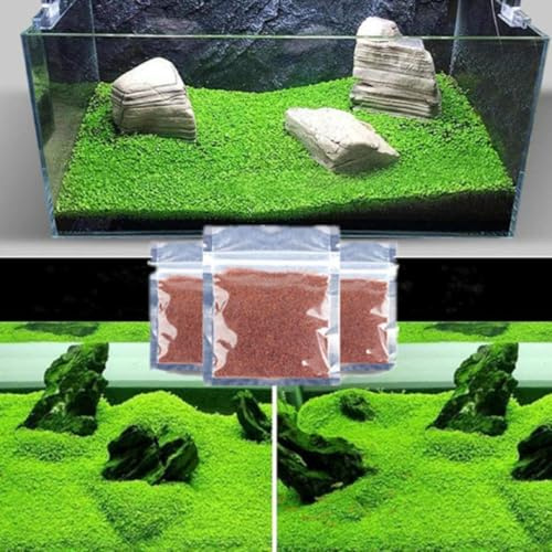 3-Pack Dwarf Leaf Aquarium Plants S.e.e.ds, Easy-Growing Freshwater Aquarium Plants for Fish Tank Decorations
