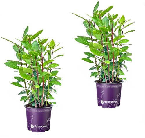 - echter Lorbeer - Italienischer XL Gewürzlorbeer - Laurus nobilis 2er-Set im 14 cm Topf 35-45cm
