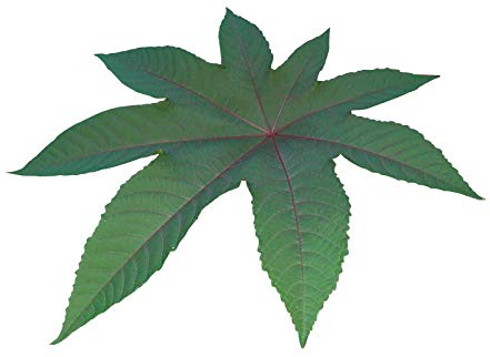 Ricinus Wunderbaum (Palma Christi) 30 Samen ***4-6 Meter im ersten Jahr***