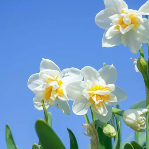 2Bulbi di narcisi resistenti, mini giardino, giardino perenne, precoce, campo