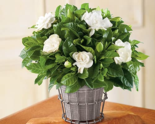 Gardenia jasminoides pianta in vaso ø19 cm fiori profumatissimi Vivaio di Castelletto