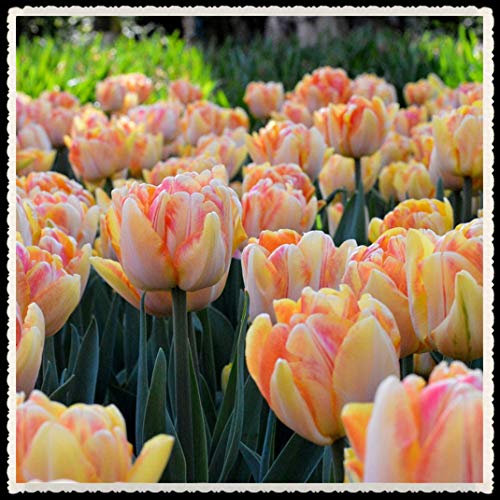 Tulip Bulbs-Romantic purple flowers, wonderful gardening planting flowers, surprise Valentine's Day gifts-10 Bulbi,arancia:Seeds only