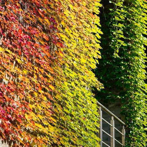 wilder wein, jungfernrebe - immergrün winterhart kletterpflanze exotische winterharte garten kletterpflanze deko wohnzimmer minigarten winterharte kübelpflanzen 700samen