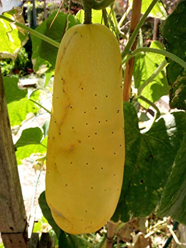SEMI CETRIOLO GIALLO GELE TROS