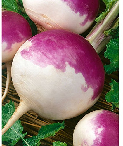 Unusual Rare NAVET Heirloom Heritage Turnip Purple TOP White Globe 100 Seeds. Certified French Organic Grower